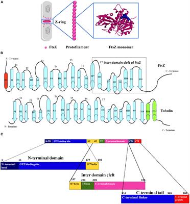 Targeting the Achilles Heel of FtsZ: The Interdomain Cleft